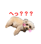 トイプーのしゃこ（個別スタンプ：10）