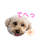トイプーのしゃこ（個別スタンプ：14）