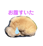 トイプーのしゃこ（個別スタンプ：16）
