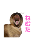 さくらおばあさん（個別スタンプ：8）