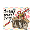 ロップイヤーのTiffanyくん〜お正月編〜（個別スタンプ：1）