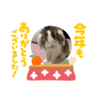 ロップイヤーのTiffanyくん〜お正月編〜（個別スタンプ：4）