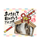 ロップイヤーのTiffanyくん〜お正月編〜（個別スタンプ：8）