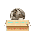 ロップイヤーのTiffanyくん〜お正月編〜（個別スタンプ：16）