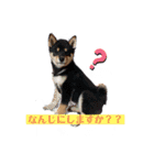 スクールの仲間たち4（個別スタンプ：12）