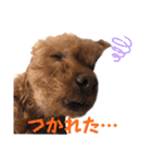 可愛いカフェとモカ その6（個別スタンプ：11）