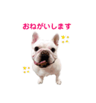 フレブル くーすけ5（個別スタンプ：2）