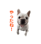 フレブル くーすけ5（個別スタンプ：9）