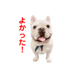 フレブル くーすけ5（個別スタンプ：20）