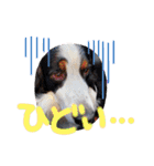 KOBE STAMP 1（個別スタンプ：5）