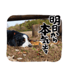 KOBE STAMP 1（個別スタンプ：10）