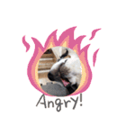 KOBE STAMP 1（個別スタンプ：16）