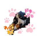 KOBE STAMP 1（個別スタンプ：19）