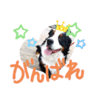 KOBE STAMP 1（個別スタンプ：26）