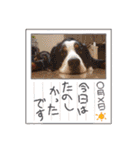 KOBE STAMP 1（個別スタンプ：29）