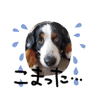 KOBE STAMP 1（個別スタンプ：31）