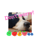 KOBE STAMP 1（個別スタンプ：35）