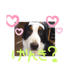 KOBE STAMP 1（個別スタンプ：37）