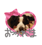 KOBE STAMP 1（個別スタンプ：38）