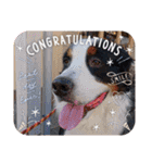 KOBE STAMP 1（個別スタンプ：39）