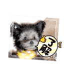 COCO ＆ LILIA（個別スタンプ：9）
