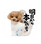 COCO ＆ LILIA（個別スタンプ：17）