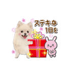 かわいい犬たち♡年中使える お祝い ポメ（個別スタンプ：16）