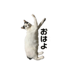 ちよちゃん2（個別スタンプ：2）