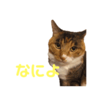 らぷこさん（個別スタンプ：1）