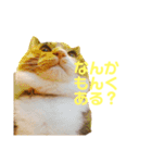 らぷこさん（個別スタンプ：3）
