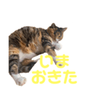 らぷこさん（個別スタンプ：10）