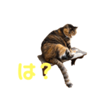 らぷこさん（個別スタンプ：11）