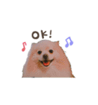 愛犬 Mr.マグルス（個別スタンプ：1）