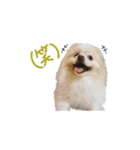 愛犬 Mr.マグルス（個別スタンプ：16）