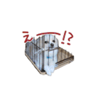 愛犬 Mr.マグルス（個別スタンプ：20）