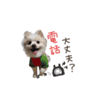 愛犬 Mr.マグルス（個別スタンプ：26）