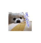 愛犬 Mr.マグルス（個別スタンプ：36）