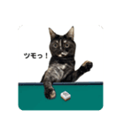 麻雀練習中のねこ（個別スタンプ：1）