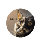 麻雀練習中のねこ（個別スタンプ：2）