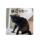 麻雀練習中のねこ（個別スタンプ：3）