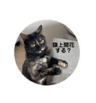 麻雀練習中のねこ（個別スタンプ：4）