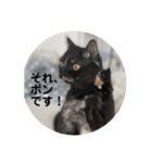 麻雀練習中のねこ（個別スタンプ：5）
