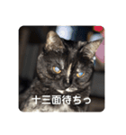 麻雀練習中のねこ（個別スタンプ：6）