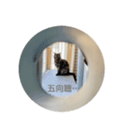 麻雀練習中のねこ（個別スタンプ：7）