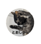 麻雀練習中のねこ（個別スタンプ：9）