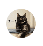 麻雀練習中のねこ（個別スタンプ：10）