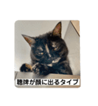 麻雀練習中のねこ（個別スタンプ：11）