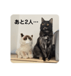 麻雀練習中のねこ（個別スタンプ：14）