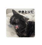 麻雀練習中のねこ（個別スタンプ：15）