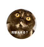 麻雀練習中のねこ（個別スタンプ：16）